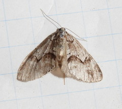 Cladara limitaria