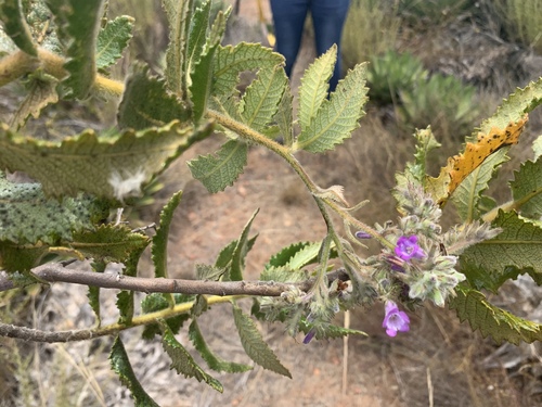 Eriodictyon sessilifolium (Eriodictyon sessilifolium)