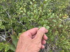 Rhamnus insula