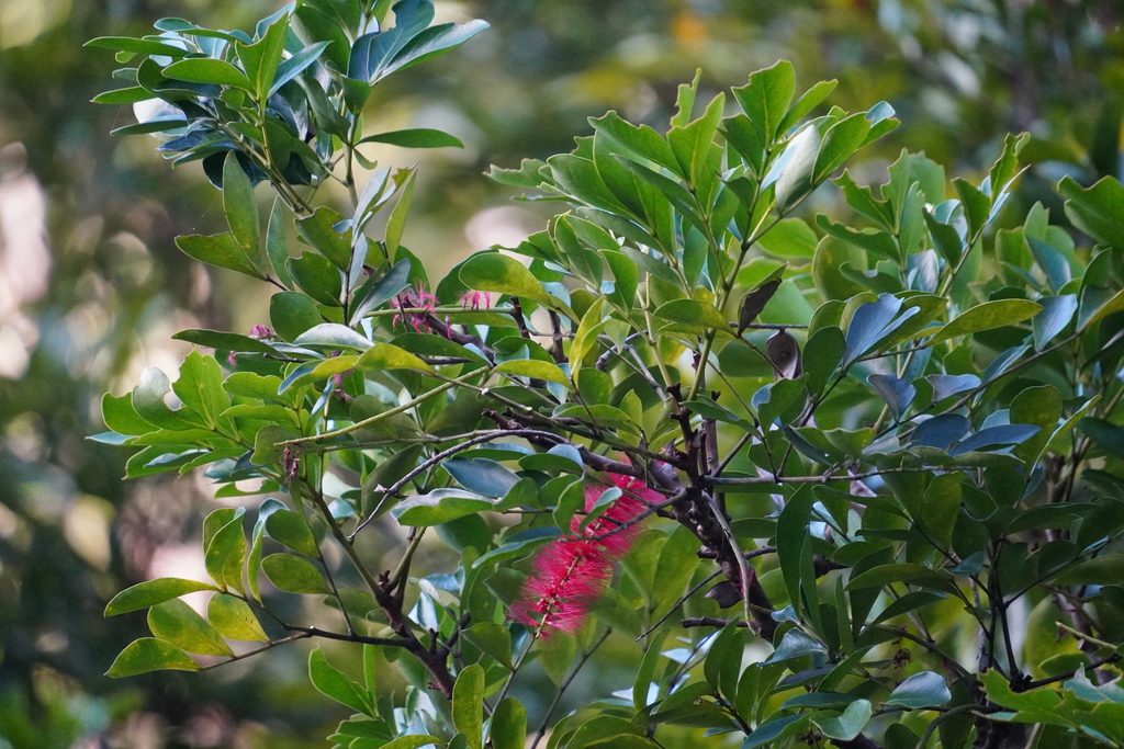 Archidendropsis fulgens