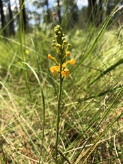 Platanthera cristata