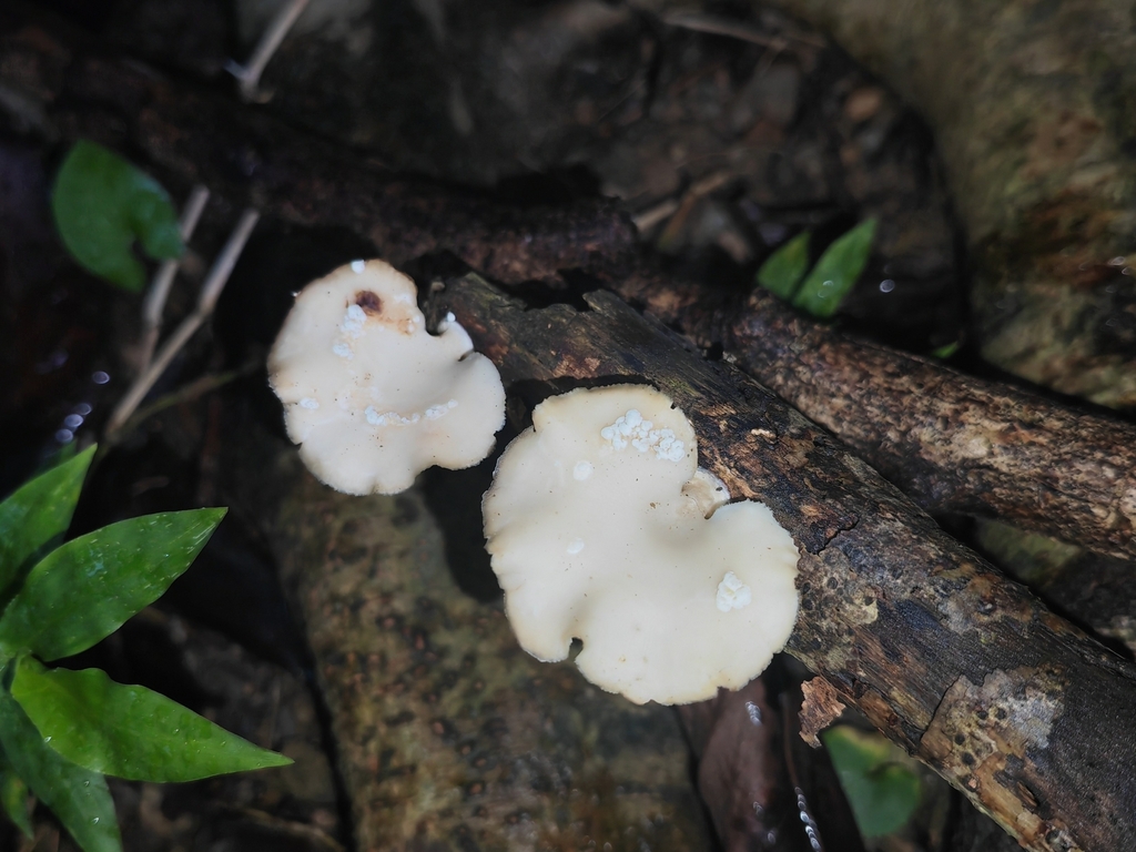 Neofavolus cremeoalbidus