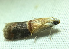 Acrobasis demotella