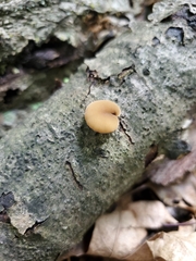 Simocybe serrulata