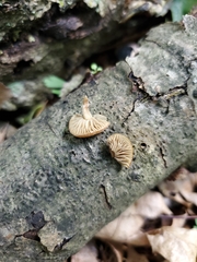 Simocybe serrulata