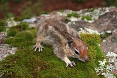 Sierra Madre Ground Squirrel photo 3