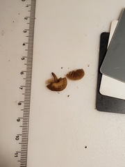 Simocybe serrulata