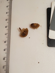Simocybe serrulata