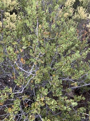 Ceanothus perplexans