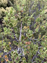 Ceanothus perplexans