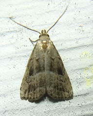 Hypenodes caducus