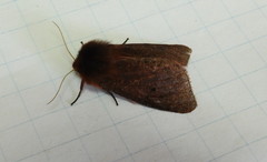 Phragmatobia
