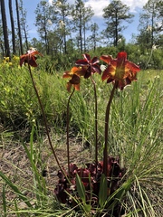 Sarracenia purpurea venosa