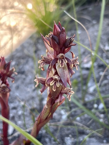 Image of Satyrium lupulinum by (c) Charleen Brunke, some rights reserved (CC BY)