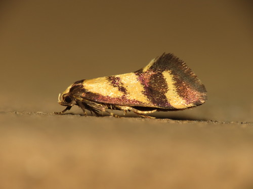 Olbonoma triptycha