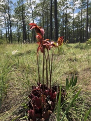 Sarracenia purpurea venosa