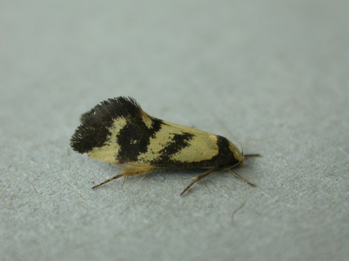 Olbonoma triptycha