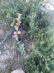 Penstemon floridus floridus