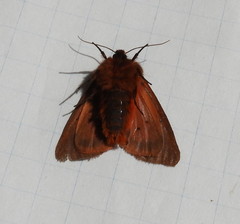Phragmatobia