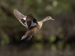 Grey Teal photo 5