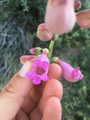 Penstemon floridus floridus