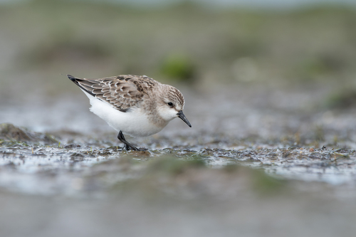 Red-necked Stint