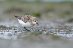 Red-Necked Stint photo 5
