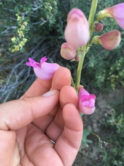 Penstemon floridus floridus
