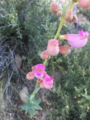 Penstemon floridus floridus