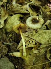 Pluteus eludens
