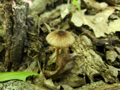 Pluteus eludens
