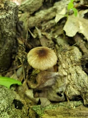 Pluteus eludens