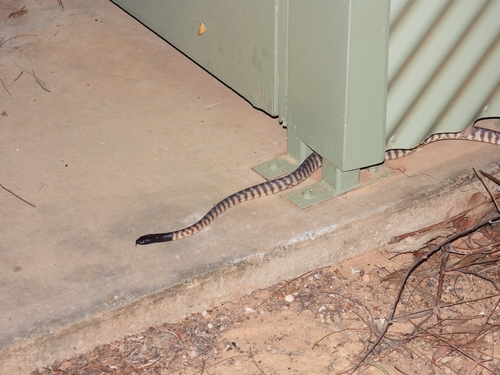 Black-headed Python sighting