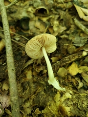 Pluteus eludens