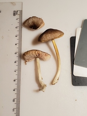 Pluteus eludens