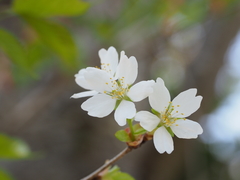 Cerasus