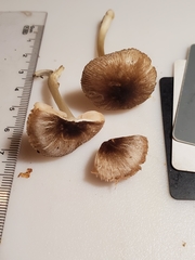 Pluteus eludens