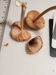 Pluteus eludens
