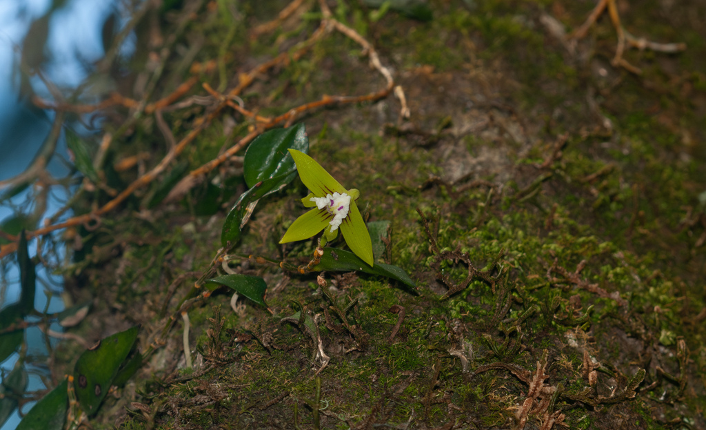 Dendrobium pugioniforme