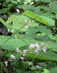 Hylodesmum glutinosum