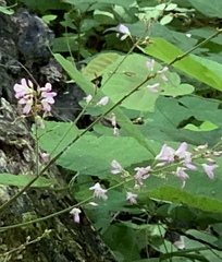 Hylodesmum glutinosum