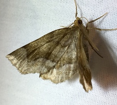 Metarranthis refractaria