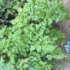 Ligusticum grayi