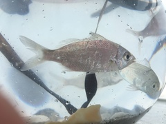 Eucinostomus