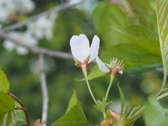 Cerasus