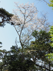Cerasus