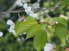 Cerasus
