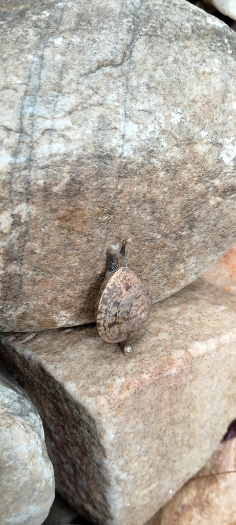 Euplecta subdecussata