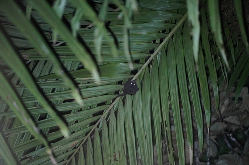 New Caledonia Blossom Bat (Notopteris neocaledonicus) — Endangered Mammalia