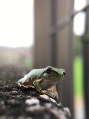 Hyla japonica